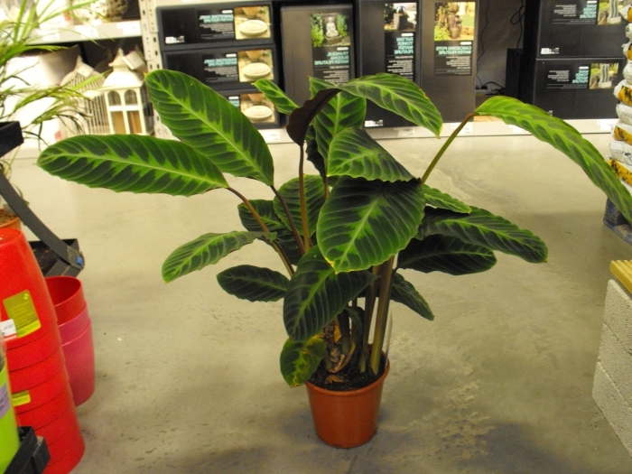 Правила ухода за калатеей