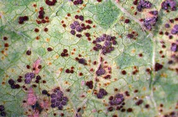 Болезни штокрозы