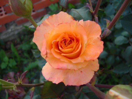 Роза Дорис Тистерман и фотографии сорта