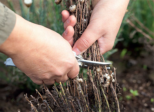 Гелениум после цветения