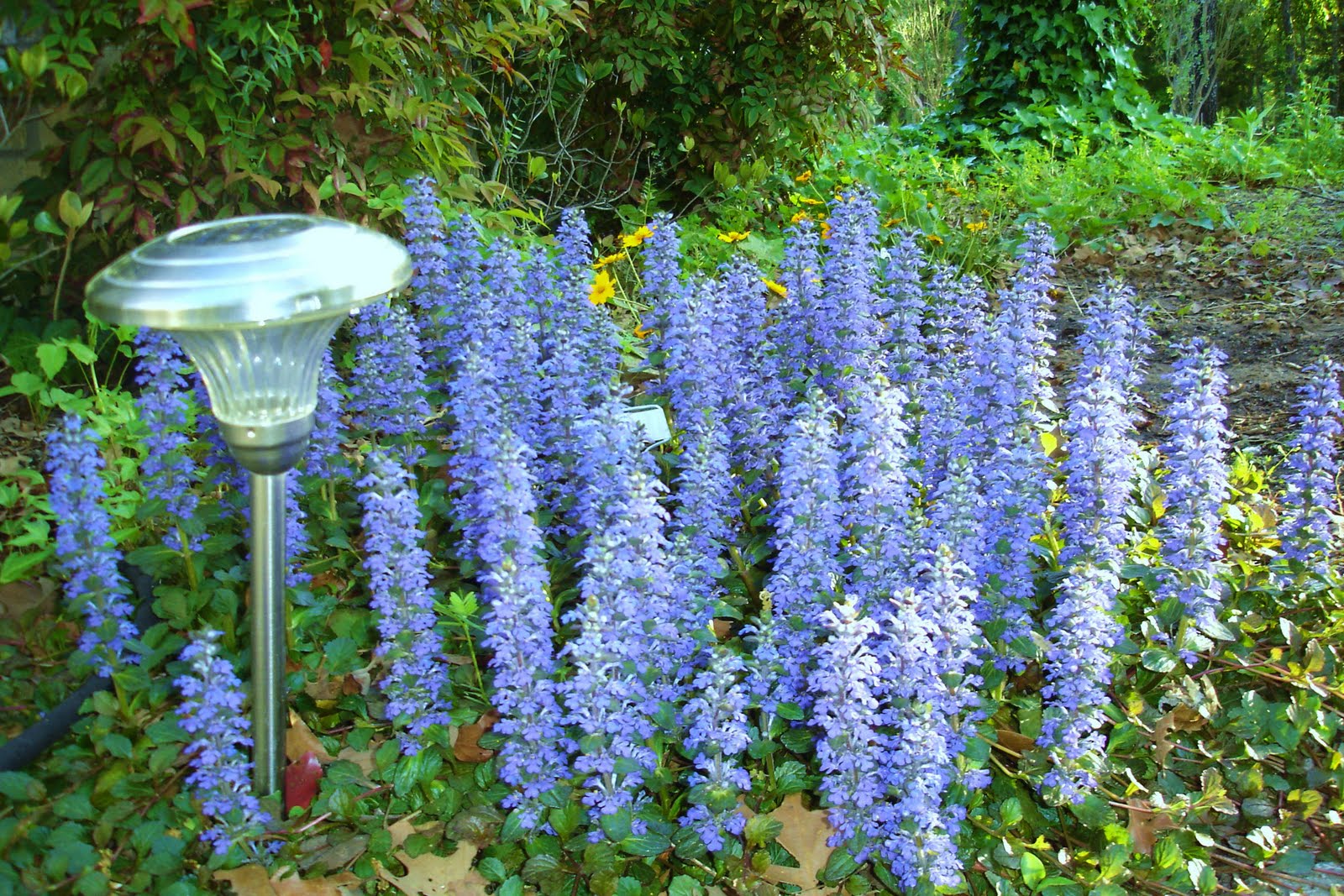 Живучка ползучая