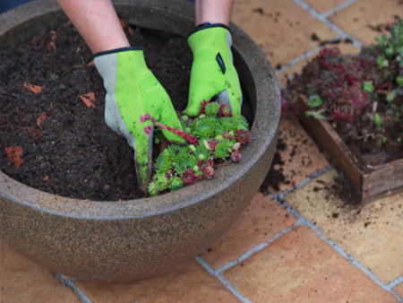 Уход за молодилом