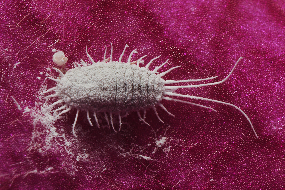 Мучнистый червец