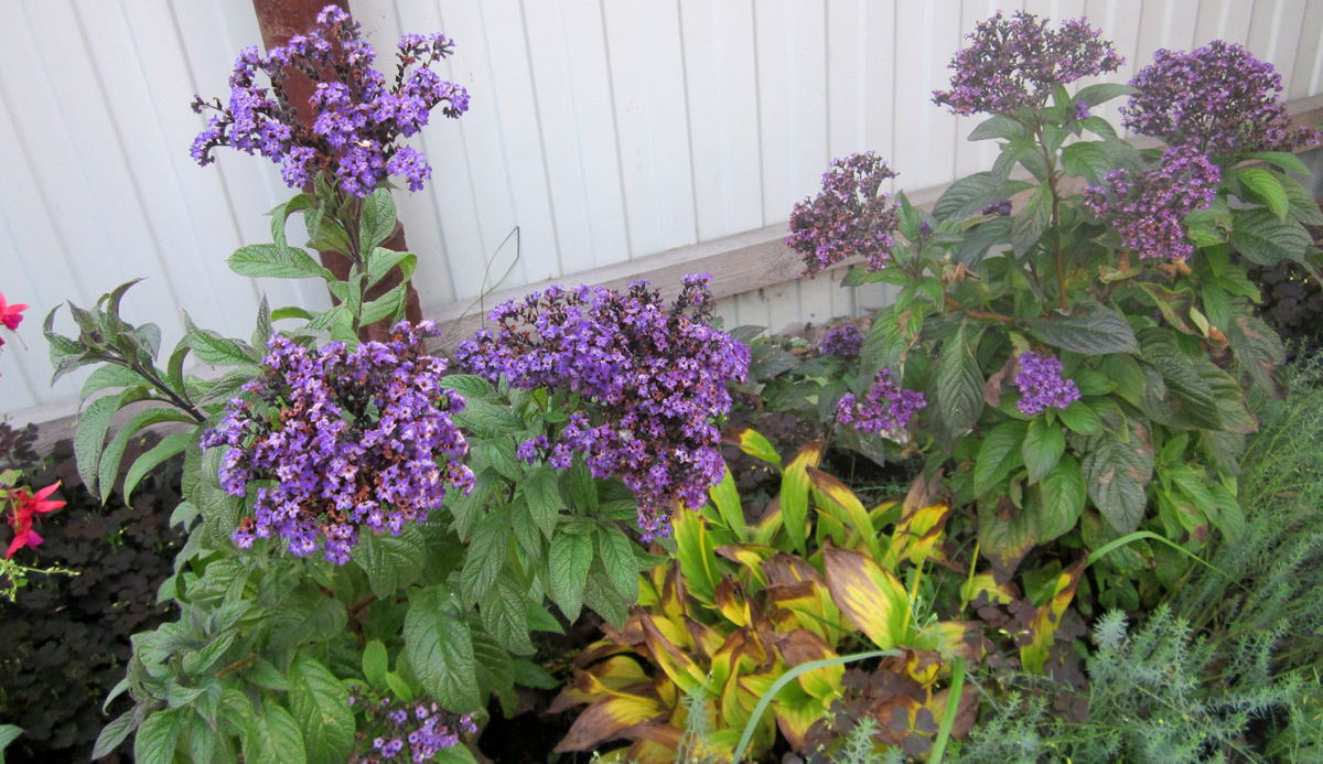 Уход за растением гелиотроп