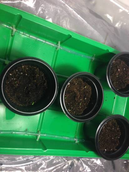 Асплениум пересадка