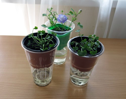 Ообенности размножения кампанулы