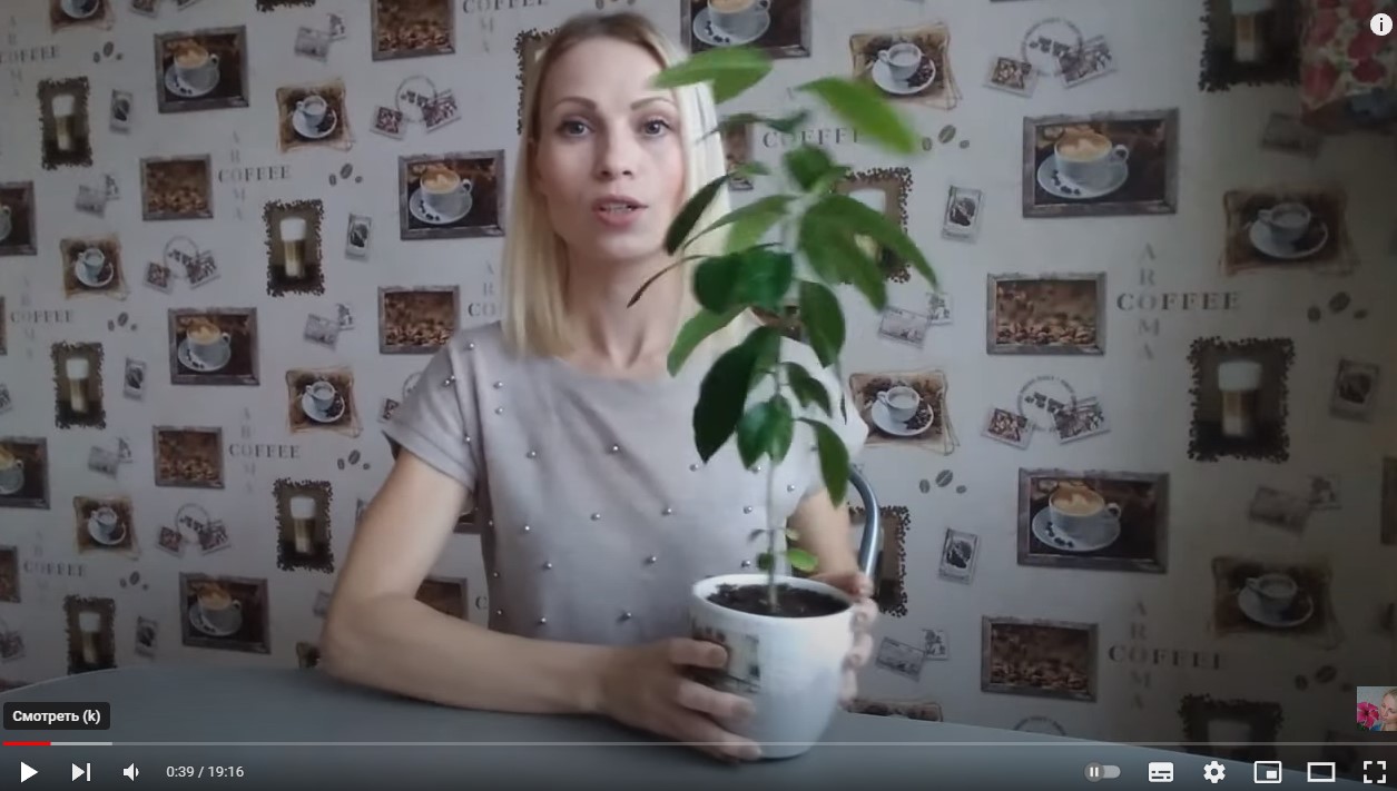 видео как вырастить лимон из косточки