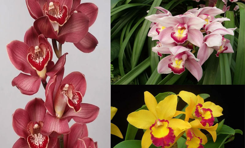 популярные сорта орхидей Cymbidium