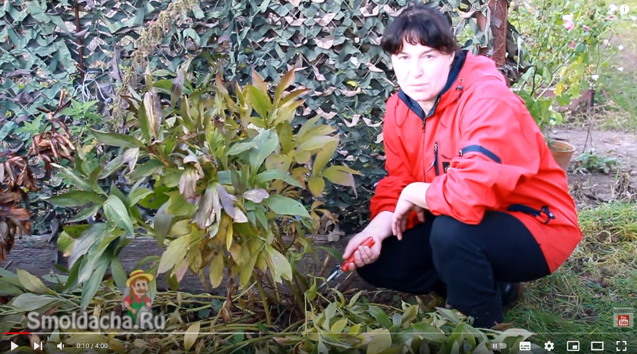 видео от эксперта когда обрезать пионы