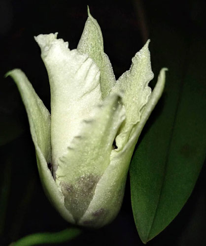 фото распускается беаллара