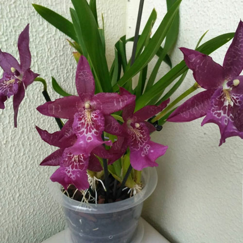 яркие фиолетовые цветы распустившейся в горшке орхидеи Беаллары