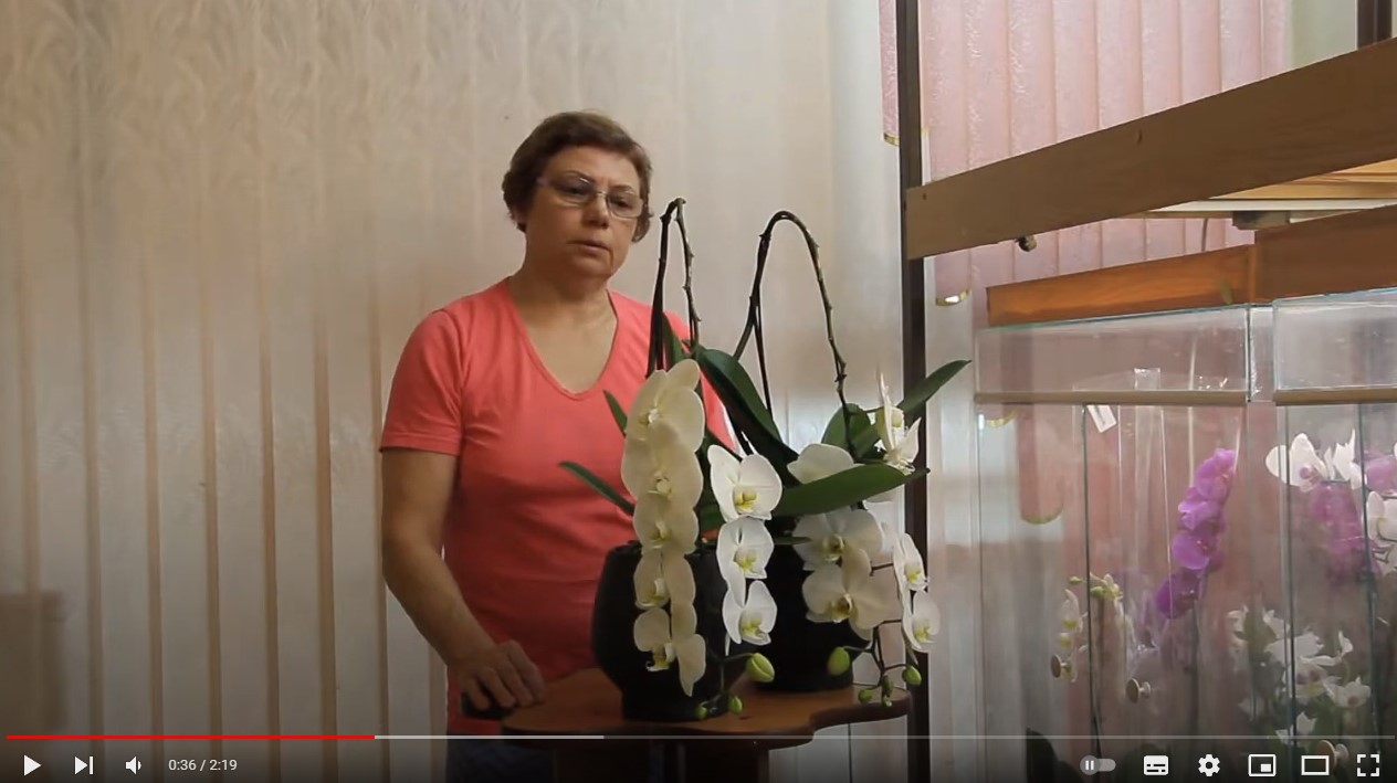 эксперт о Фаленопсисе белом