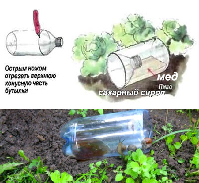 Как бороться со слизнями