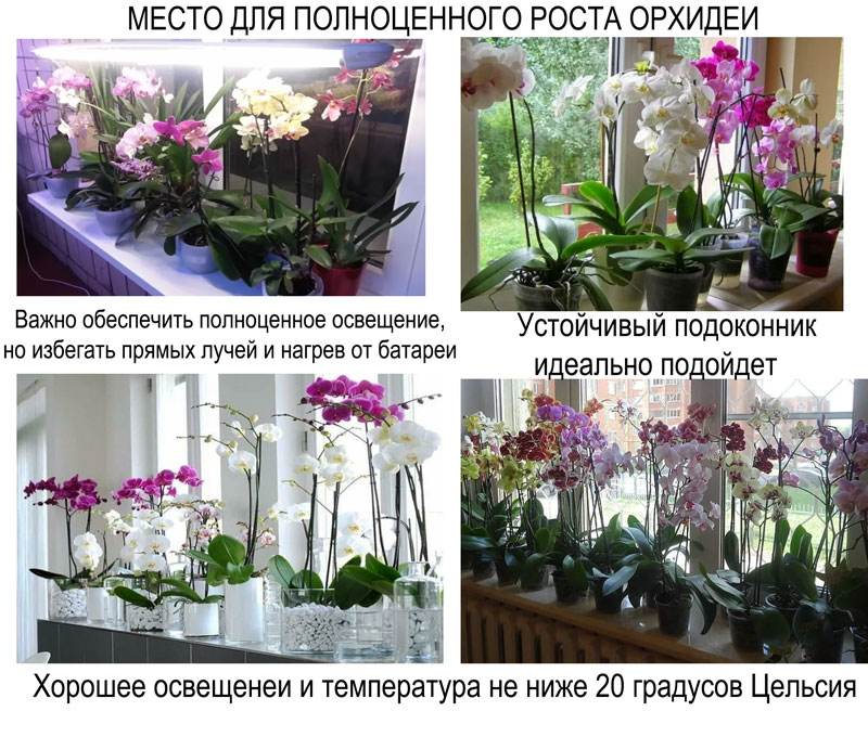 место для орхидеи в домашних условиях