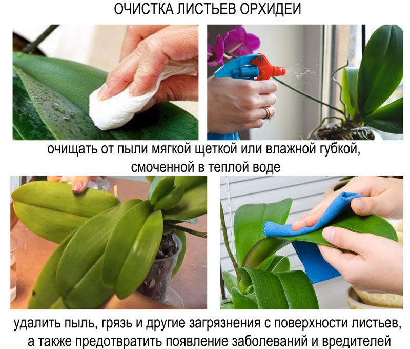 очистка листьев орхидеи