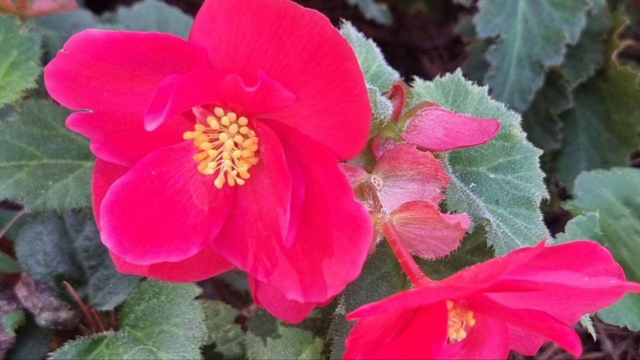 бегония садовая уход фото в Сочи