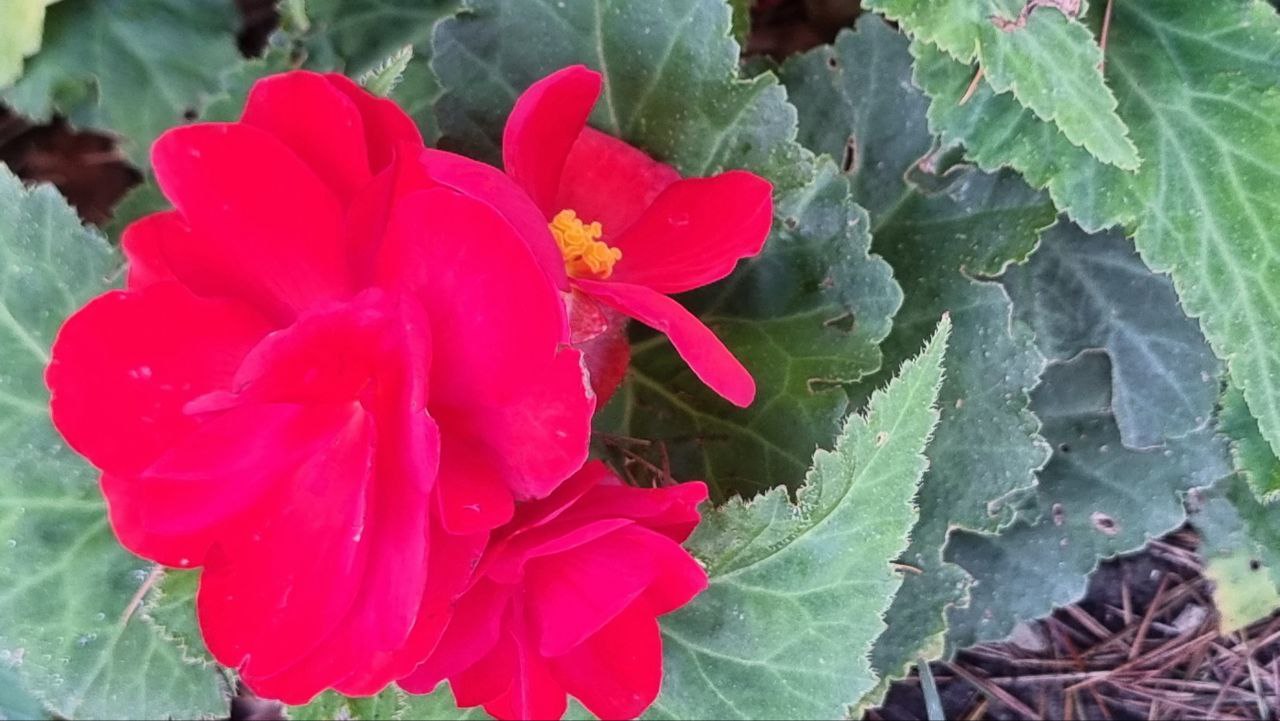 красивая бегония садовая уход фото в Сочи