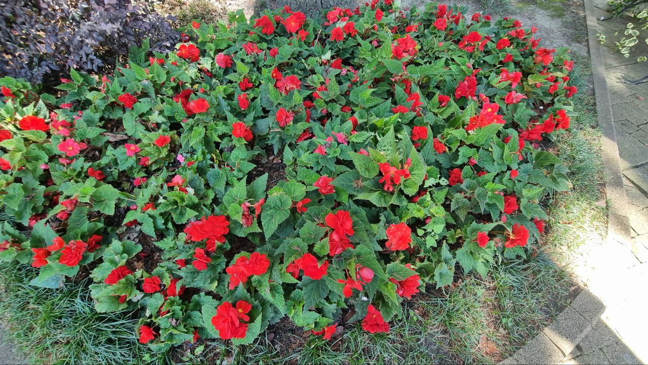 красивая клумба бегония садовая уход фото в Сочи