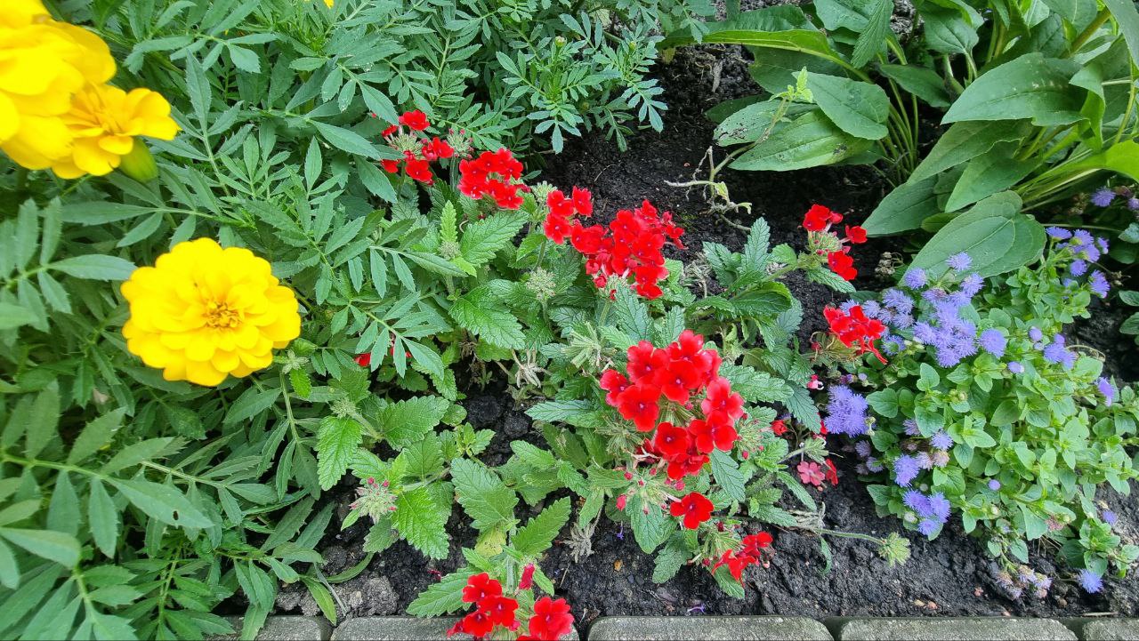 красивая клумба бегония садовая уход фото в Сочи