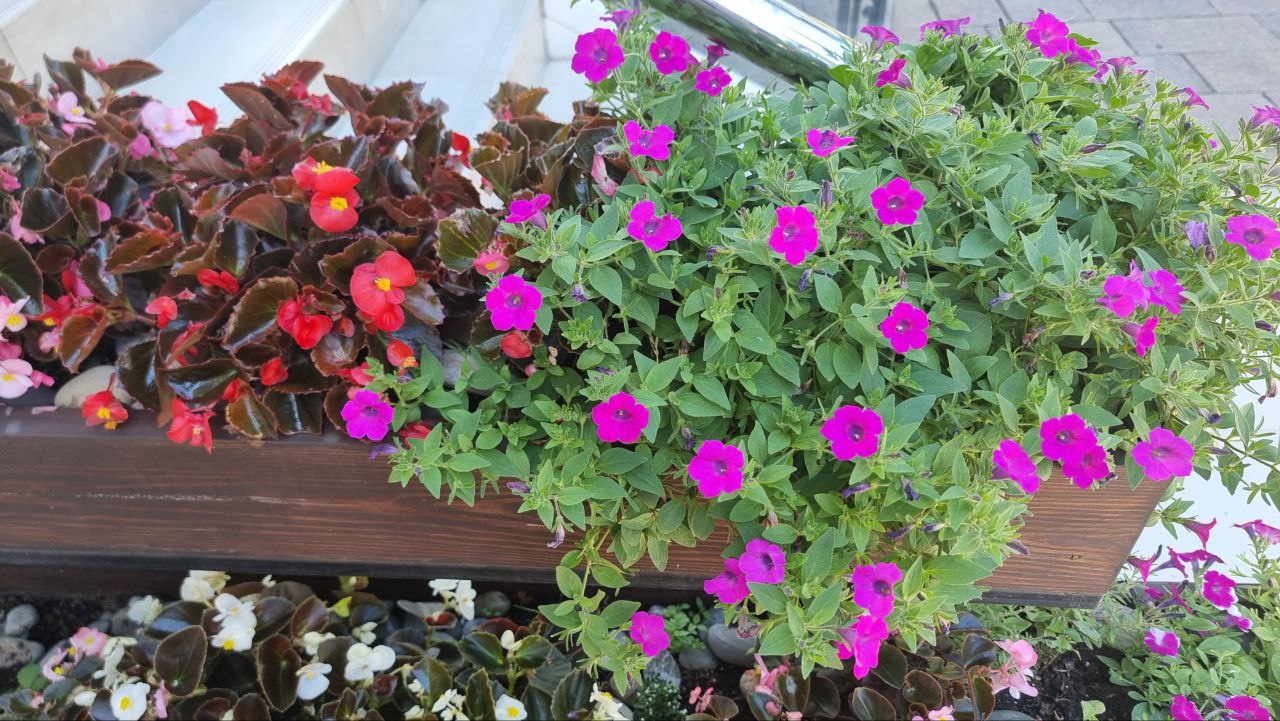 красивая клумба бегония в Сочи