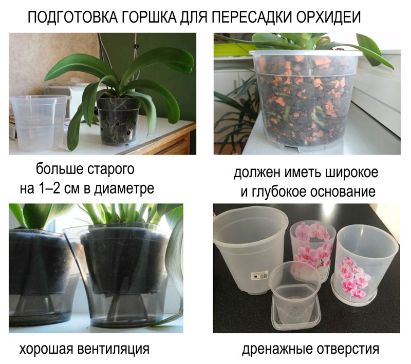 как пересадить орхидею в другой горшок