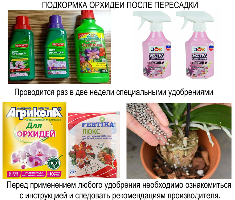 удобрение орхидеи после пересадки