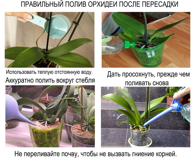 полив орхидеи после пересадки из горшка