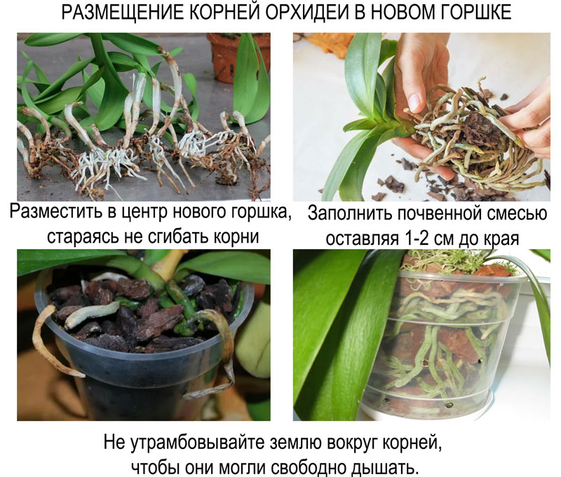 как пересадить орхидею в другой горшок. Размещение корней