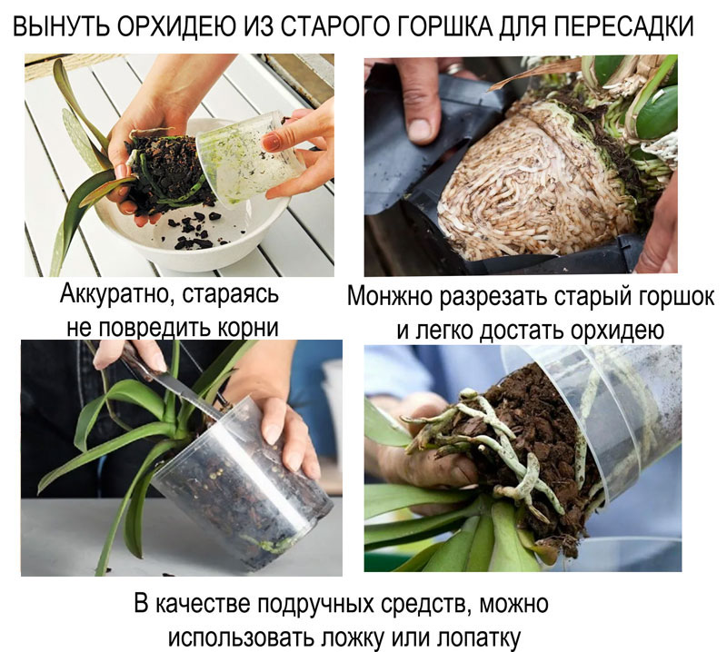 как вынуть орхидею для пересадки